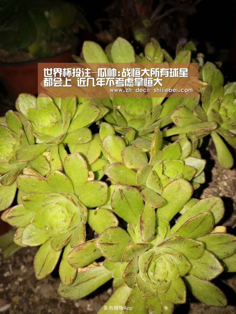 世界杯投注